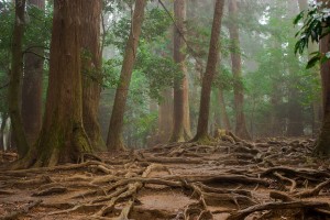 trees-1079520_960_720